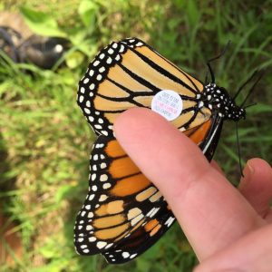 Monarch Tagging