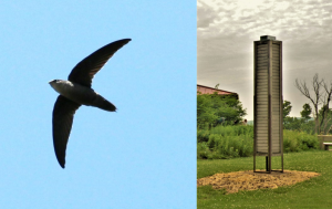 All About Chimney Swifts