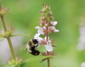 Lawns to Legumes Cost Sharing to Promote Pollinator Habitat