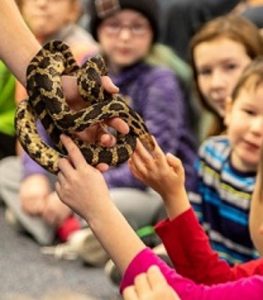 Snake, Rattle and Roll with Snake Discovery