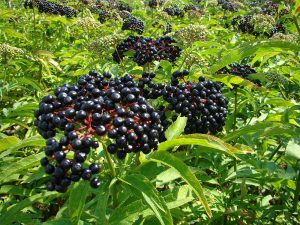 Make Your Own Elderberry Syrup