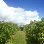 Gallery 3 - Yoga in the Vines