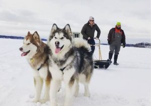 Dog Sledding Presentations and Rides in the Vineyard