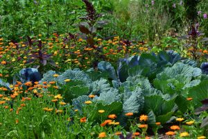 Advanced Vegetable Gardening