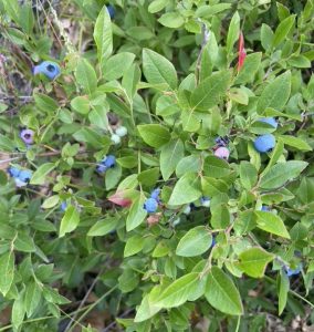 Blueberries on the Barrens Program and Picnic