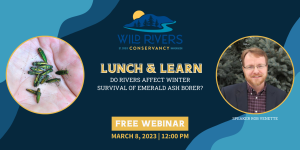 Lunch & Learn: Do Rivers Affect Winter Survival of the Emerald Ash Borer?